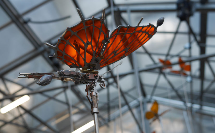 La Nuée de Papillons : A cyclist for 35 butterflies